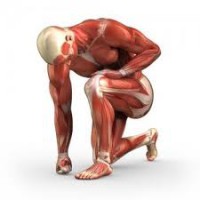 /album/fotogaleria/anatomy-and-biomechanics-jpg/