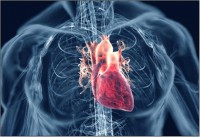 /album/fotogaleria/cardiovascular-system2-jpg/