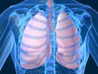 /album/fotogaleria/pulmones-jpg/